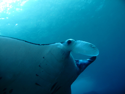 Oahu (Honolulu) Humpback whale Excursion Reviews