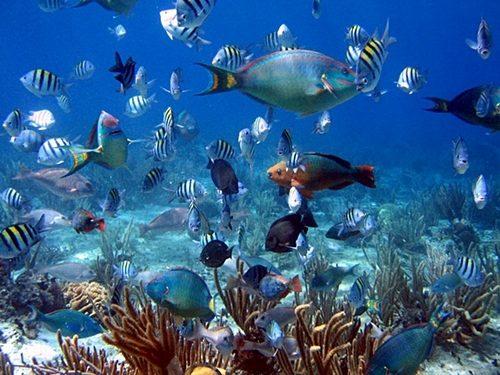 Cozumel snorkeling in beautiful water Excursion