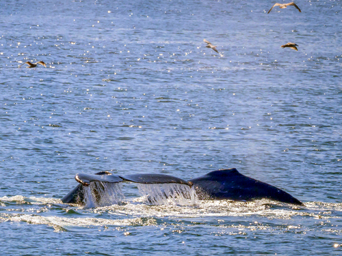 Icy Strait (Hoonah) Alaska / USA small group Cruise Excursion Tickets