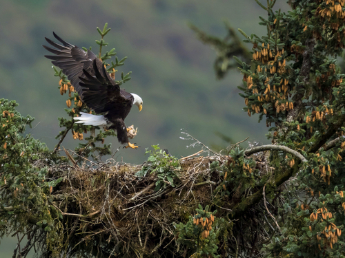 Icy Strait (Hoonah) nature walk Shore Excursion Prices