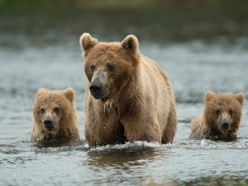 Icy Strait (Hoonah) Alaska / USA Brown bear Cruise Excursion Cost