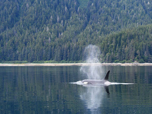 Icy Strait Lanscape Trip Reservations