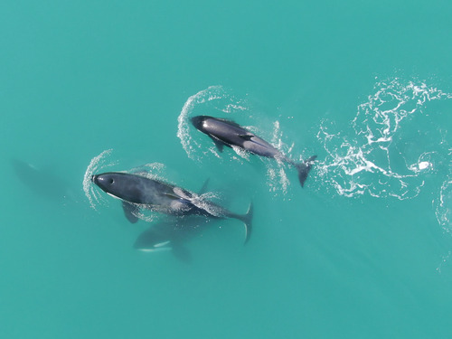 Icy Strait Wild Life Tour Reservations