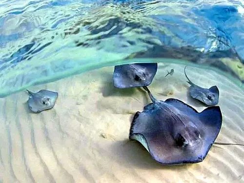 Grand Cayman stingray city Excursion Reviews