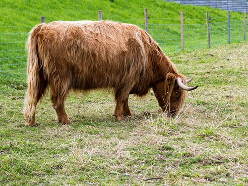 Invergordon Clava Cairns Sightseeing Tour Prices