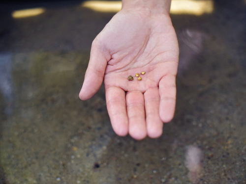 Juneau gold mining Trip Booking