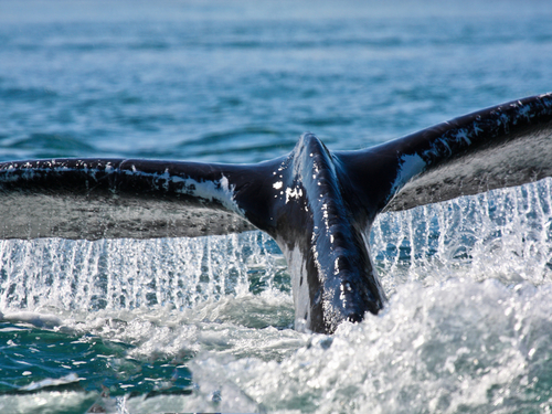 Juneau King Crab Shore Excursion Prices