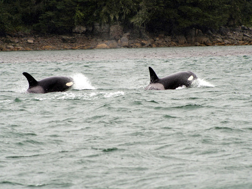 Juneau Alaska / USA Marine life Tour Booking