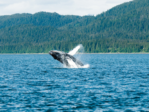 Juneau salmon bake Trip Reservations