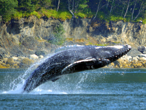 Juneau Alaska salmon bake Tour Prices