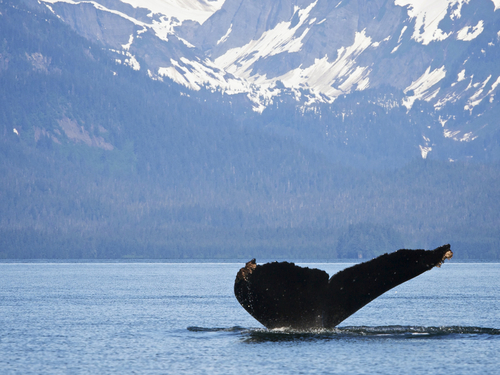 Juneau Alaska salmon bake Shore Excursion Reservations