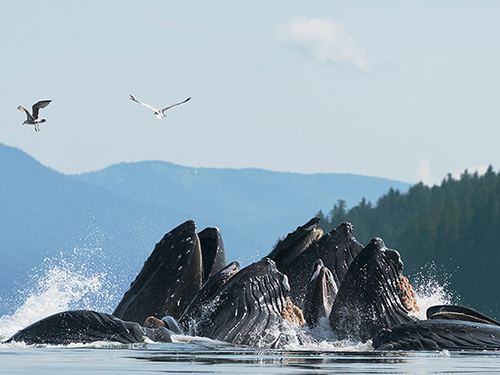 Juneau Wildlife Sightseeing Cruise Excursion Reviews