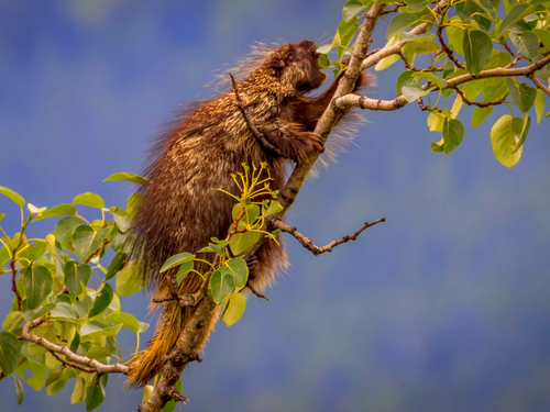 Juneau Alaska Mendenhall Glacier Excursion Booking