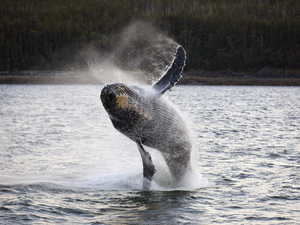 Juneau Private Whale Watching Excursion