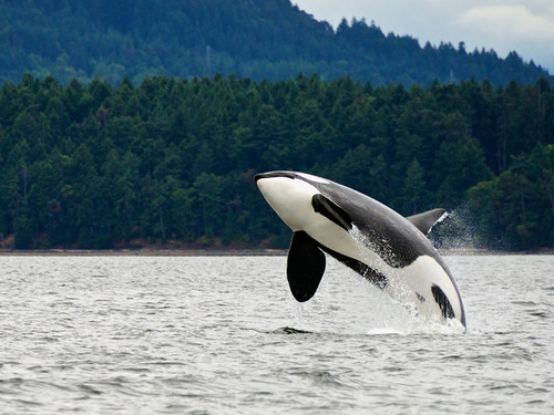 Juneau Alaska / USA Whale Watching Shore Excursion Tickets