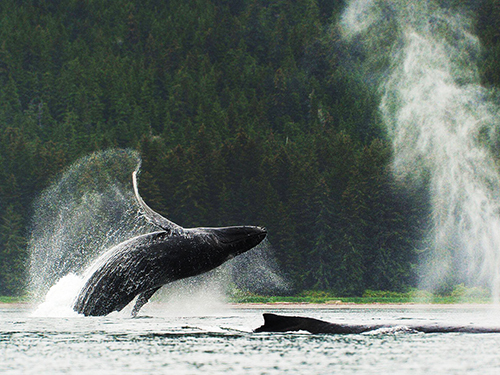 Juneau Alaska / USA  Kayak Tour Reviews