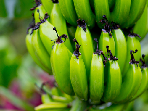 Kahului - Maui Iao Valley National Park Tour Cost