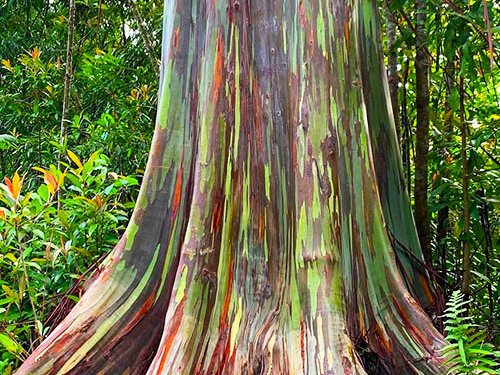 Kahului Road to Hana Sightseeing Excursion