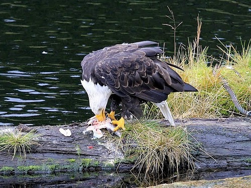 Ketchikan Eagles Tour Reviews