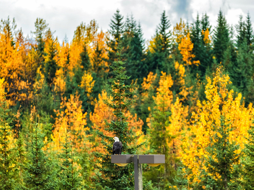 Ketchikan Alaska totems Tour Cost