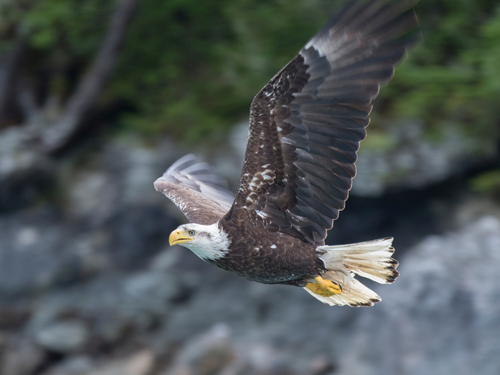 Ketchikan Alaska totems Shore Excursion Tickets