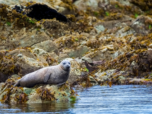 Ketchikan nature exploration Zodiac Cruise Excursion Cost