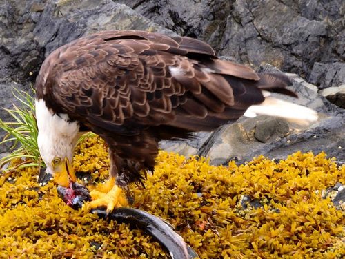 Ketchikan Alaska Eagles Shore Excursion Booking