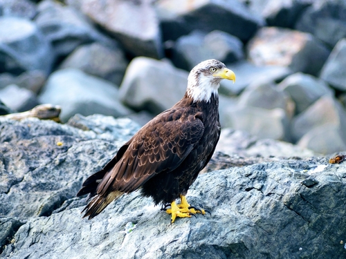 Ketchikan Alaska ocean kayaking Cruise Excursion Booking