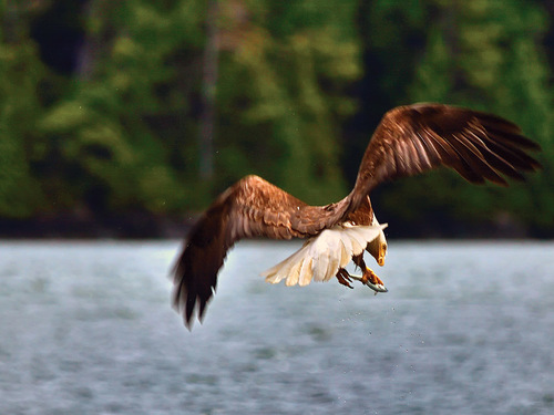 Ketchikan Alaska zodiac boat Eco Tour Booking