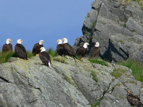 Ketchikan Alaska Totems Cruise Excursion Cost