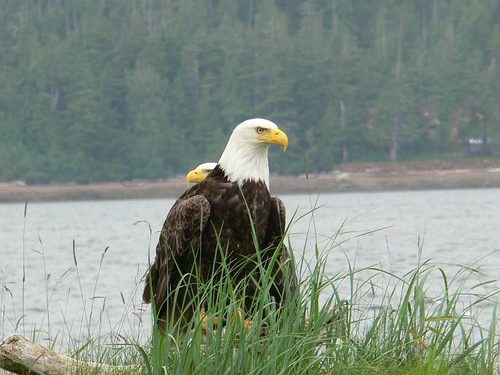 Ketchikan Totems Shore Excursion Reservations