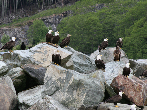 Ketchikan Alaska raptor center Trip Reservations