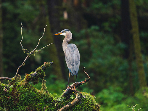 Ketchikan Alaska raptor center Trip Reservations