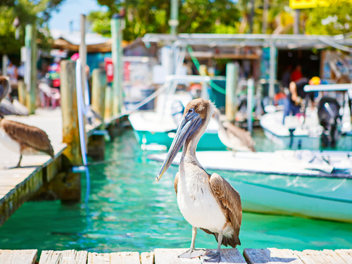 Key West  Florida / USA trolley ride Trip Prices