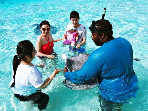 Grand Cayman stingray snorkel Excursion Prices