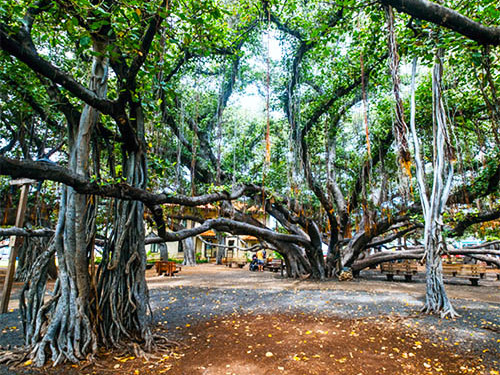 Lahaina Classic Maui Sightseeing Excursion