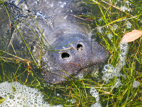 Belize manatee Boat Cruise Excursion Prices