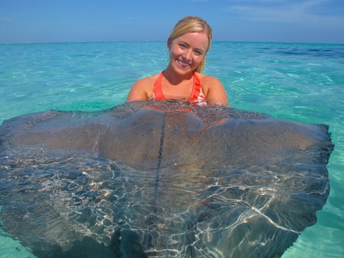 Grand Cayman  Grand Cayman (George Town) coral barrier reef snorkel Trip