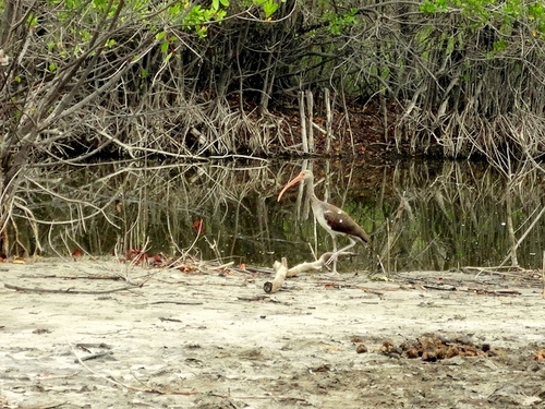 Cartagena wildlife Shore Excursion