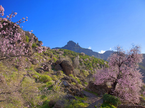 Las Palmas Pico de las Nieves guided Cruise Excursion Tickets