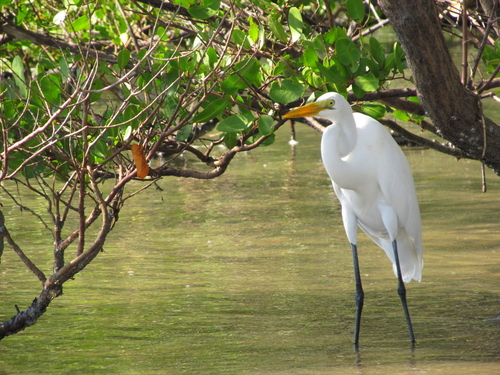 Belize Belize City mangroves Boat Excursion Cost