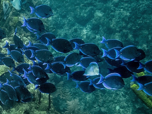 Grand Cayman coral barrier reef snorkel Tour