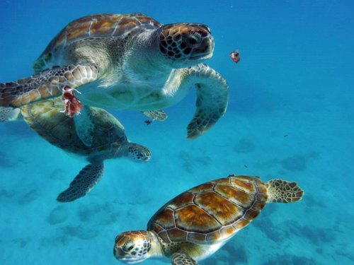 Barbados shipwreck snorkel Trip