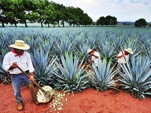 Mazatlan All About Tequila Excursion at La Noria