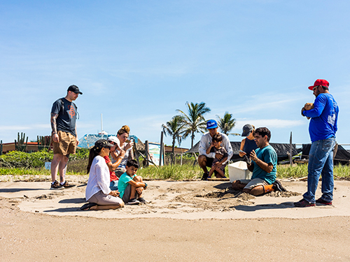 Mazatlan Mexico Sea Turtle Release Eco Trip Booking