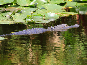 Miami Everglades Airboat Adventure Excursion