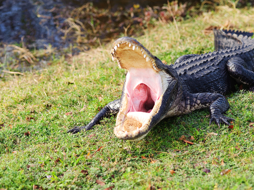 Miami  US wetlands Excursion Prices