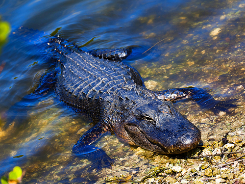 Miami biscayne boat  Tour Prices