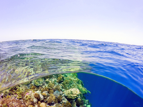 Miami  US glass bottom boat Trip Booking