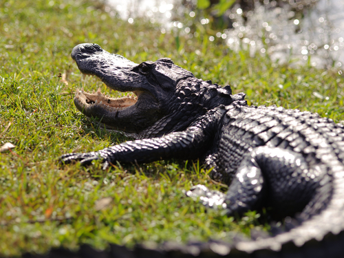 Miami wetlands Shore Excursion Booking